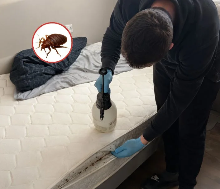 Technicien traitant un matelas contre les punaises de lit à Neauphle-le-Château